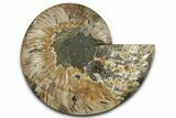 Cut & Polished Ammonite Fossil (Half) - Madagascar #359550-1